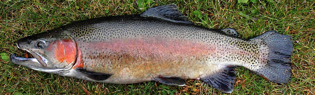 rainbow trout dorrigo